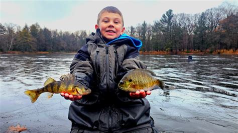 Jumbo Perch Big Bluegills On Ultra Clear Ice YouTube