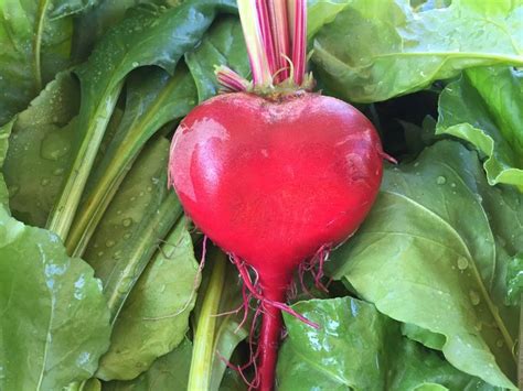 Organic Beet Heart Shaped Organic Farming Organic Farm