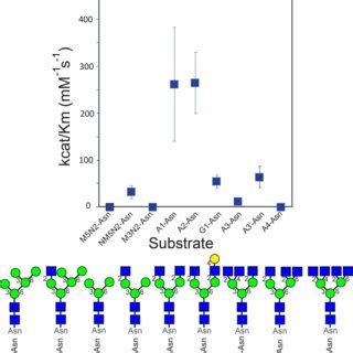 Enzymatic Characterization Of Wild Type Fut With A Library Of Glycan