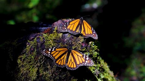 Reserva De La Biosfera De La Mariposa Monarca Mexico YouTube