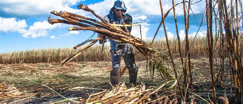 Agricultura E O Trabalho Das M Os S M Quinas Portal De Educa O Do