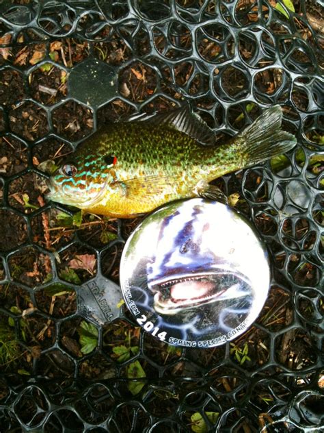 Sunfish, Pumpkinseed | www.roughfish.com