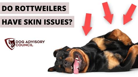 Dog Skin Rashes Symptoms Causes And Cures Pethelpful Atelier Yuwa