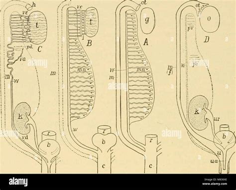 understanding organismal anatomy  res stock photography  images