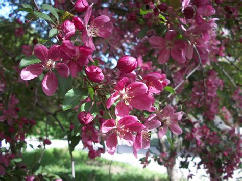 Gratis Afbeeldingen De Lente Bloeien Roze Bloemen Natuur Park