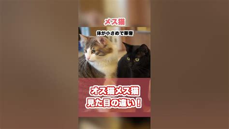 あなたはわかる？オス猫と雌猫の違い Youtube