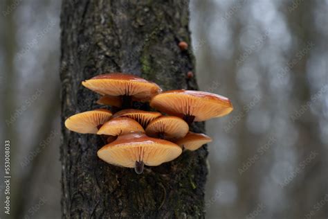 Edible Mushroom Flammulina Velutipes On The Three Known As Velvet