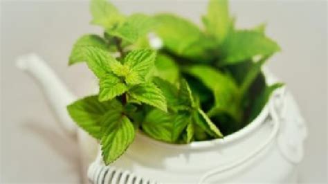 10 Powerful Health Benefits Of Mint Or Pudina Leaves That You Should Know