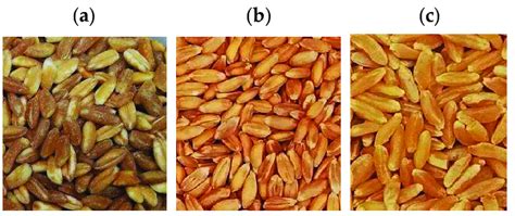 Organic Ancestral Wheats A Emmer B Spelt C Khorasan