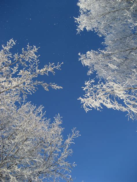 Banco De Imagens árvore Natureza Ramo Neve Inverno Nuvem Céu