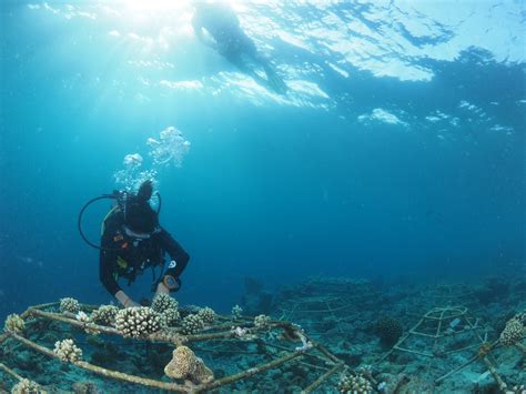 Coral Propagation Project