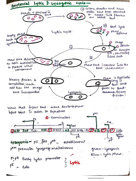 Bacterial Lytic and Lysogenic Cycle | PDF