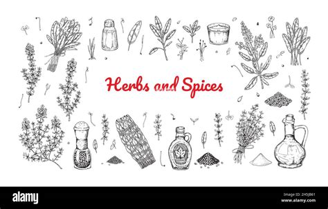 Set Of Hand Drawn Herbs And Spices Design Elements Vector Illustration