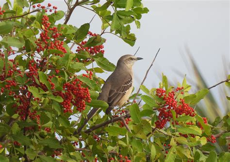 Northern Mockingbird, Miami : r/birding
