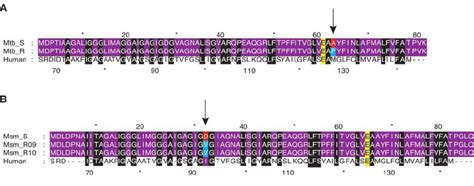 AtpE Protein Sequence Alignments For M Tuberculosis And M Smegmatis