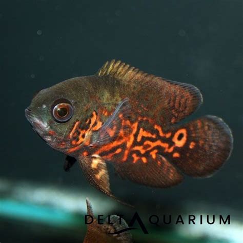 Buy High Quality Tiger Oscar Cichlid Online Uk Stockist Delivery