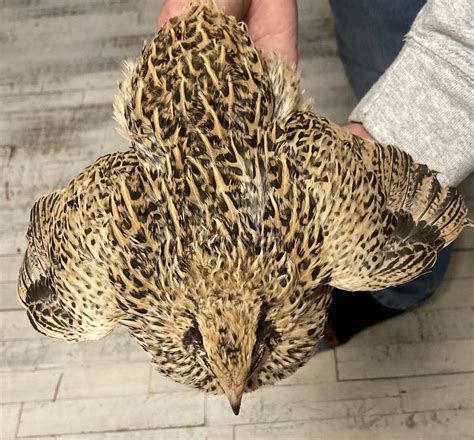 18 Fertile Large Gold Quail Hatching Eggs Free Ship The Quail Barn Tn