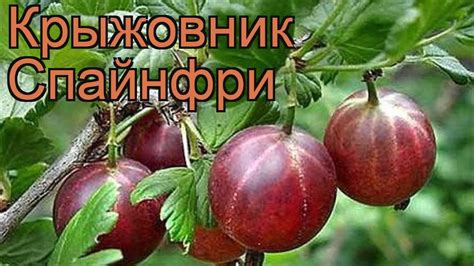 Крыжовник обыкновенная Спайнфри (ribes grossularia) 🌿 обзор: как сажать ...