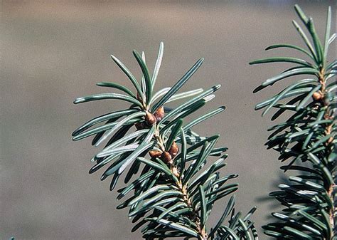 How To Identify And Propagate Rocky Mountain Douglas Fir