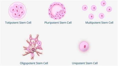 Do You Know the 5 Types of Stem Cells? | BioInformant