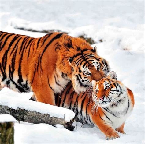 Siberian Tiger: Dangerous and Endangered | Hidden Siberia