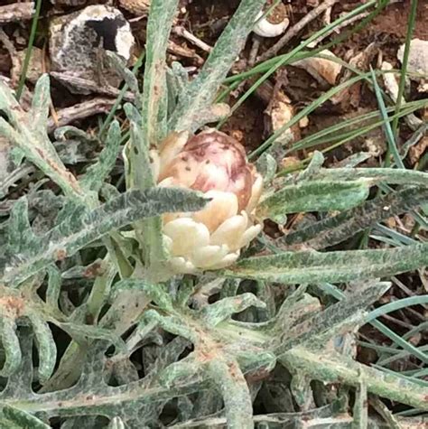 Leuzea sp. a fascinating Asteraceae - Thyme Breaks
