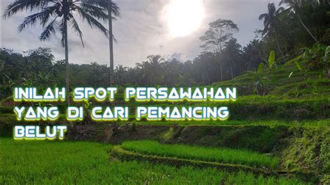 Strike Mancing Belut Spot Persawahan Belut Nya Lapar Lapar Asian