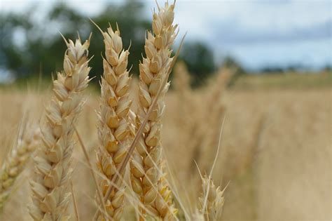 Wholemeal Whole Grain Whole Wheat Whole What Matthews Cotswold Flour