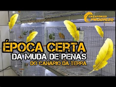 ÉPOCA CERTA DA MUDA DE PENAS DO CANÁRIO DA TERRA YouTube