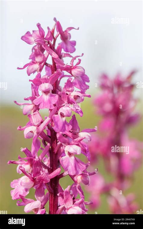 Orchis Mascula Known As Early Purple Orchid Blue Butcher Orchid