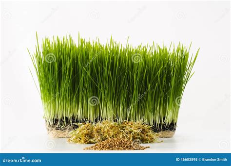 Growing Wheatgrass Stock Image Image Of Chlorophyll 46603895