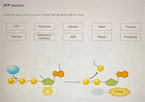 Solved ATP Reaction Label The Parts Of The Reaction Below Chegg