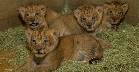 baby-lion-cubs-1200x627 - San Diego Travel Blog