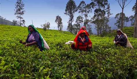 Tea experience in Pedro Estate | Tea Estate Sri Lanka | Pedro Estate in ...