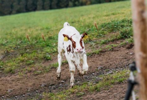 Norwegian Red Enhances Beef Value Of The Dairy Herd Norwegian Red