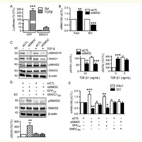 Consequences Of Smoc Down Regulation On Angiogenesis A Endothelial