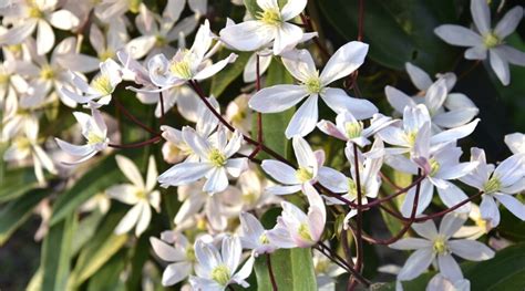 Is Clematis Considered an Annual, Biennial, or Perennial Plant?