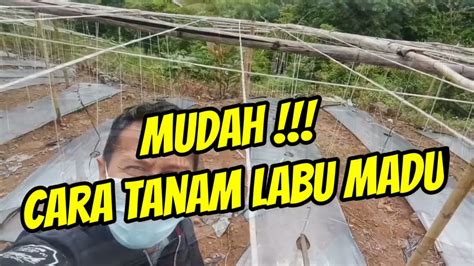 Berapa Jarak Tanam Paling Ideal Cara Budidaya Labu Madu YouTube