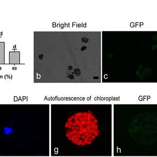 Results of protoplasts’ transformation. a Effect of PEG on Protoplast... | Download Scientific ...