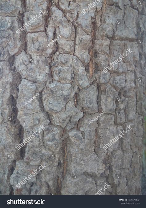 Mango Tree Bark Close Isolated Image Stock Photo 1835371432 Shutterstock