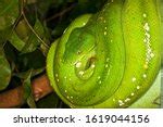 Green Tree Python Morelia Viridis Image Free Stock Photo Public