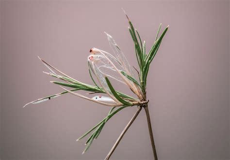 What Is the Mechanism by Which Neonicotinoids Affect the Insect Nervous