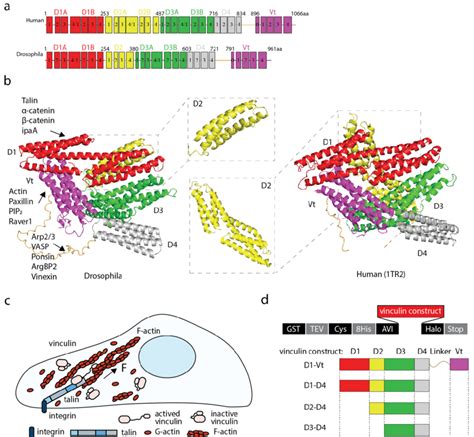 Stretching Vinculin A Domain Structures Of Drosophila And Human