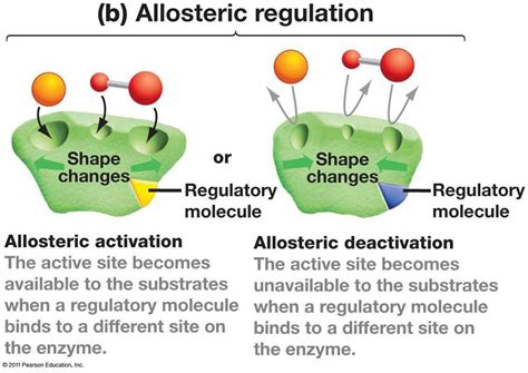 Understanding Enzyme And Cellular Regulation Pogil Answers Revealed