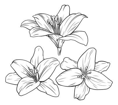 Lily Flower Clip Art Black And White