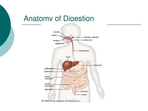 Ppt Human Digestion Powerpoint Presentation Free Download Id 3576465