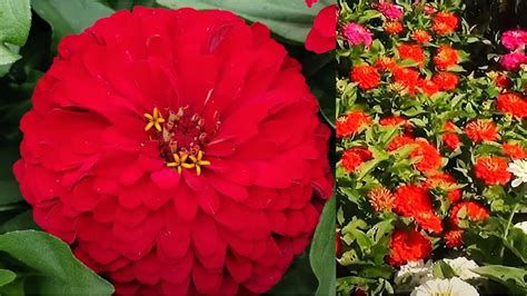 ПЯТЬ ЦИННИЙ, КОТОРЫЕ ПЕРЕВЕРНУТ ВАШЕ ПРЕДСТАВЛЕНИЕ О ЦВЕТКЕ. ЛУЧШИЕ ...