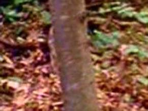 Gladiator Eroticus Nude Scenes Aznude