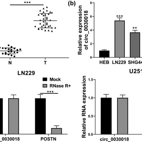 Circ0030018 Was Upregulated In Glioma Tissues And Cells A The