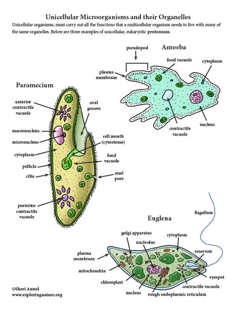 24 Names Of Unicellular Organisms Info Spesial